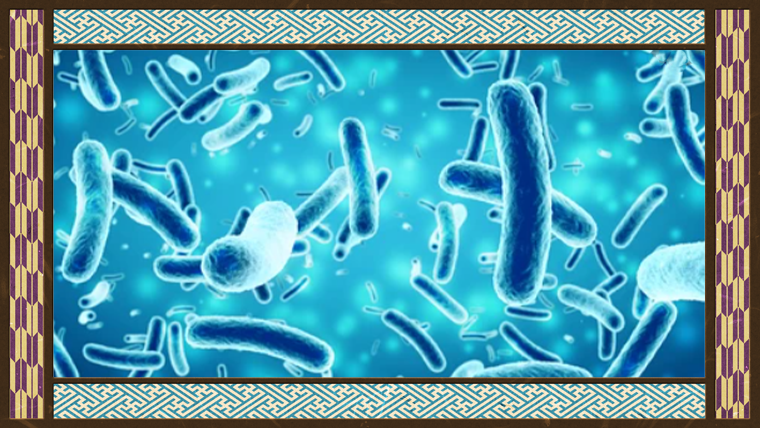 【パラボリック系EA】Bifidobacterium